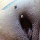 PIERCING SULLA FIGA